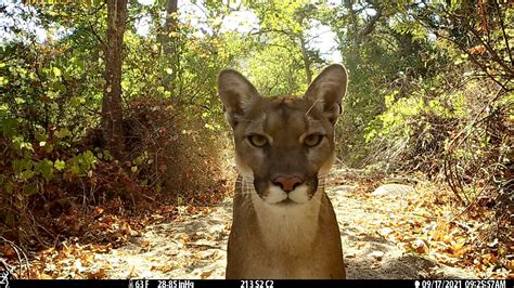 Predator protector: Winston Vickers’ research aims to give California mountain lions a fighting chance 